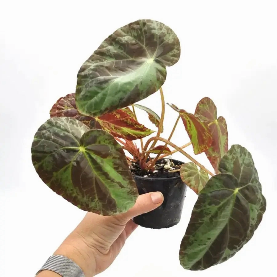 Begonia burkillii