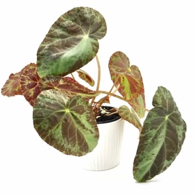 Begonia burkillii large flower pot  