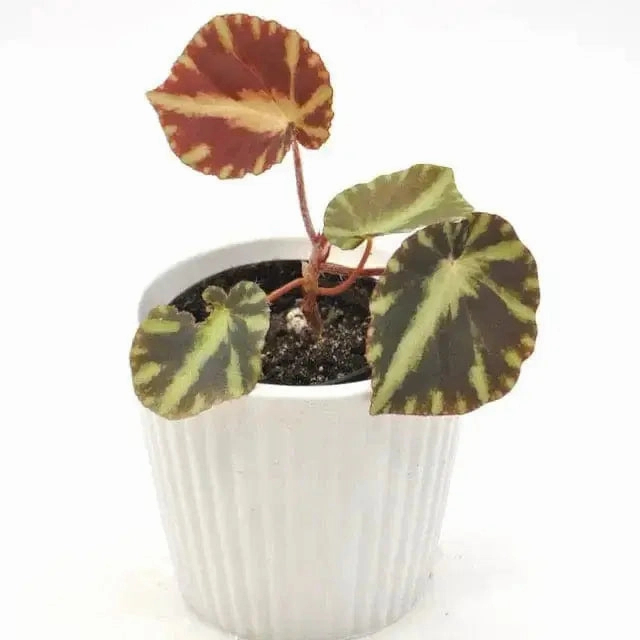 Begonia cleopatrae large flower pot  