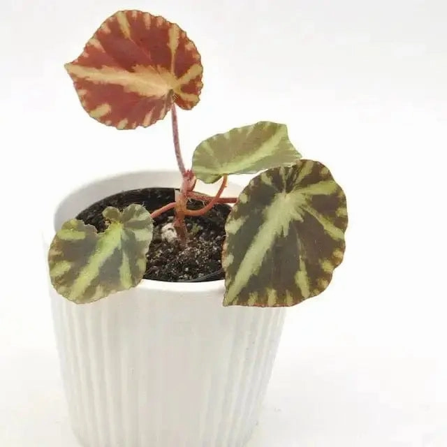 Begonia cleopatrae