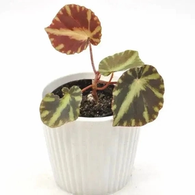 Begonia cleopatrae large flower pot  