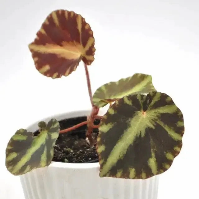 Begonia cleopatrae