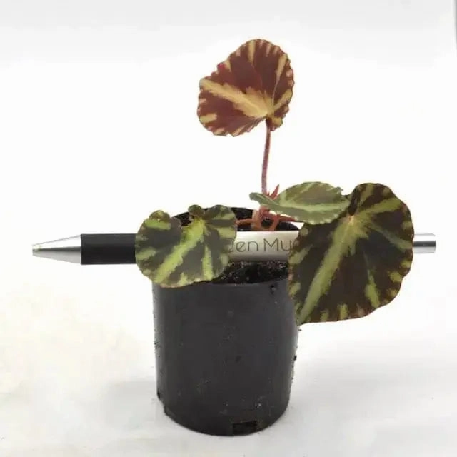 Begonia cleopatrae