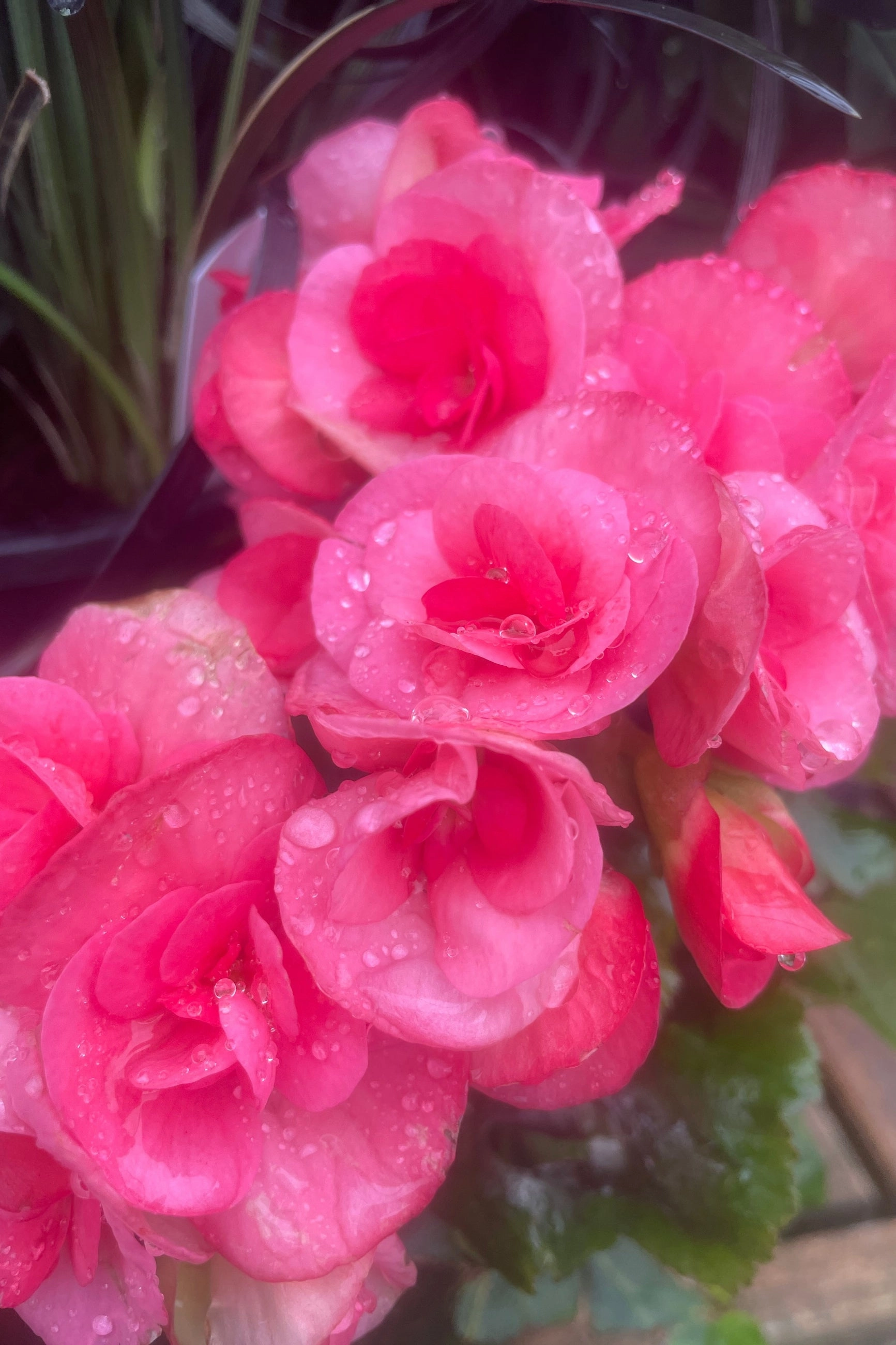 Begonia  hiemalis "Reiger" (assorted) 4.5"