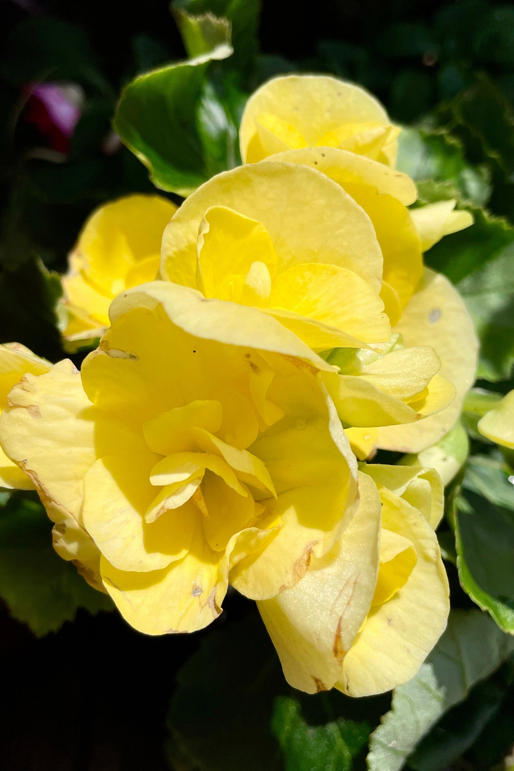 Begonia  hiemalis "Reiger" (assorted) 4.5"