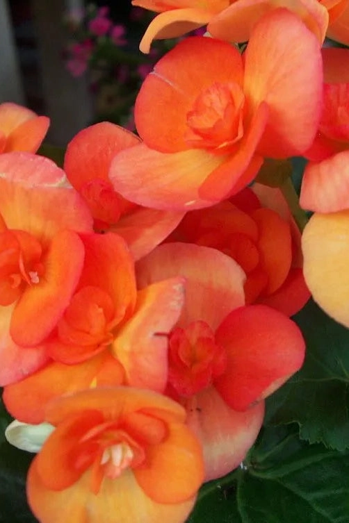 Begonia  hiemalis "Reiger" (assorted) 4.5"