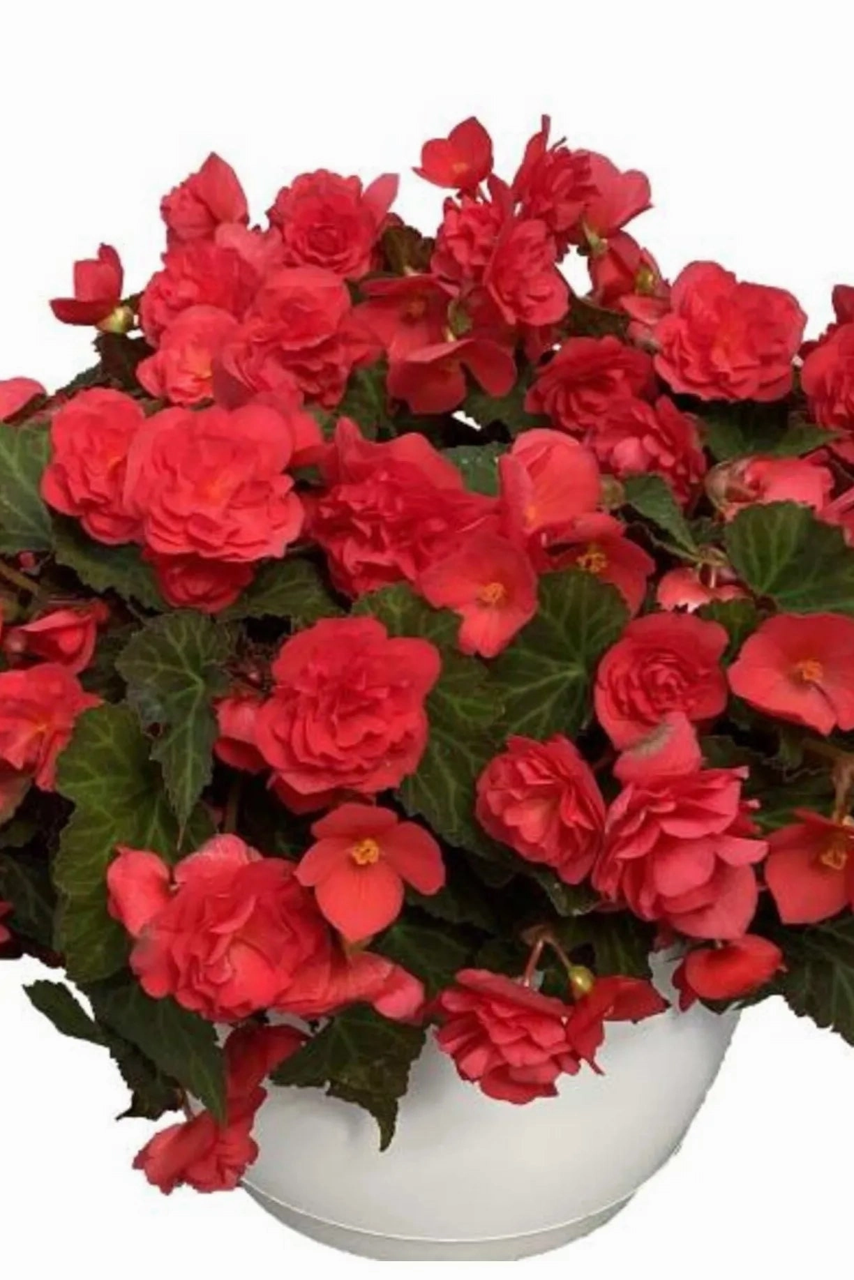 Begonia  hiemalis "Reiger" (assorted) 4.5"