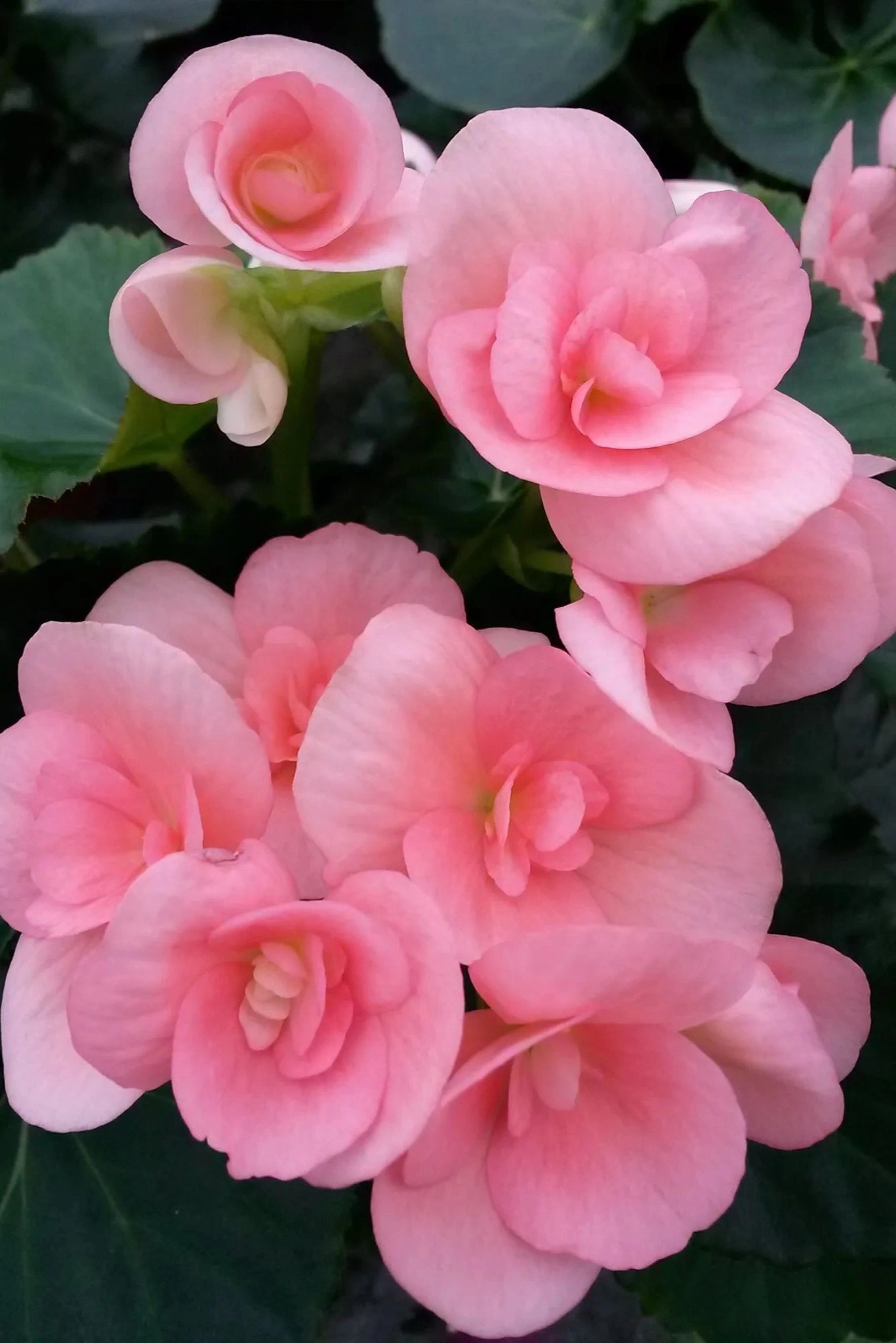 Begonia  hiemalis "Reiger" (assorted) 4.5"