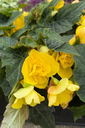 Begonia  hiemalis "Reiger" (assorted) 4.5" decorative flowerpot  