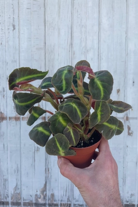 Begonia listada 4" medium flower pot  