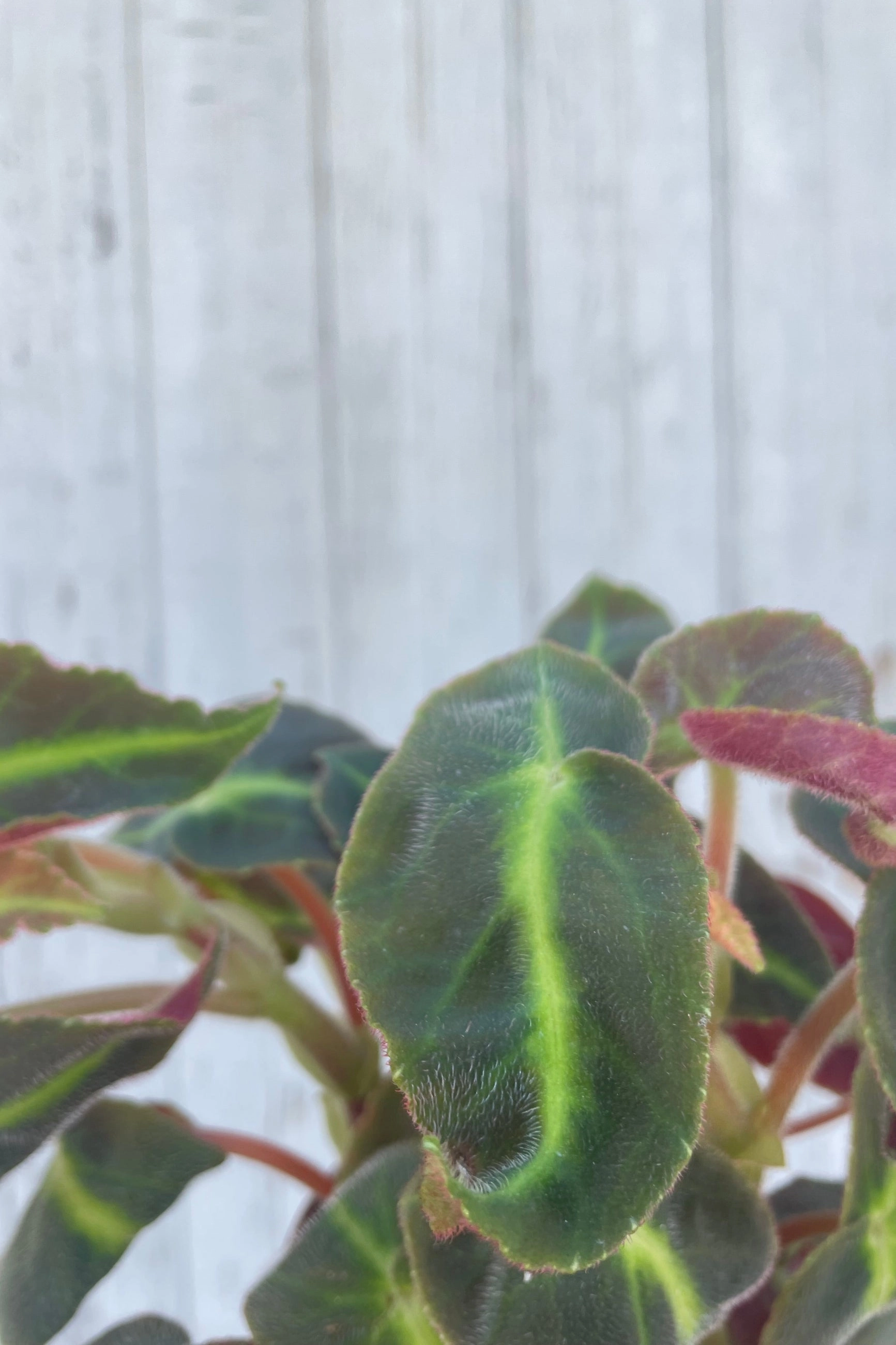 Begonia listada 4"