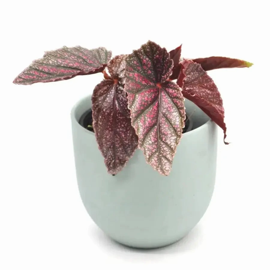Begonia Maurice