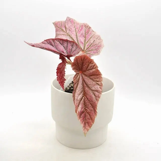 Begonia Maurice large flower pot  