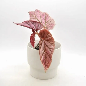 Begonia Maurice large flower pot  