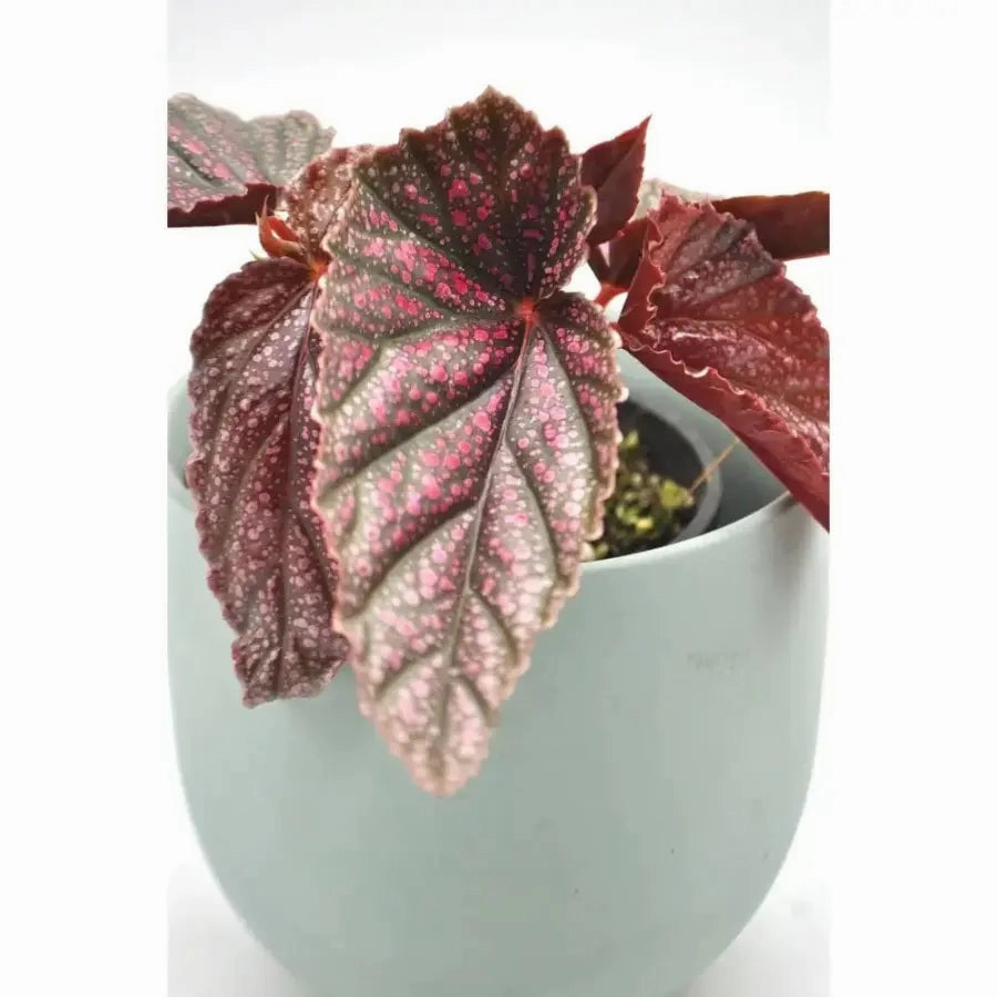 Begonia Maurice