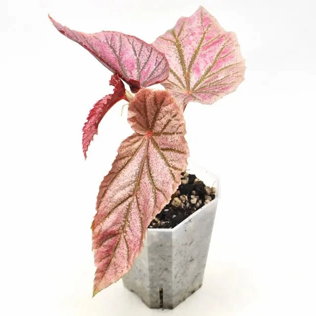 Begonia Maurice