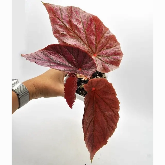 Begonia Maurice