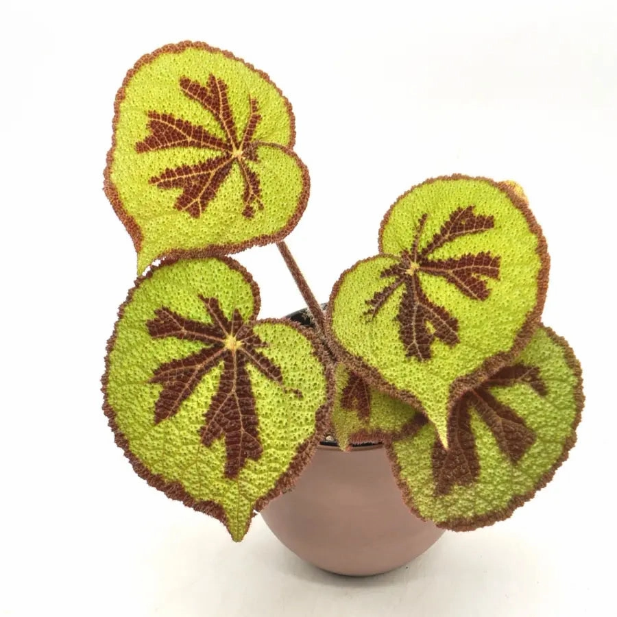 Begonia mountain