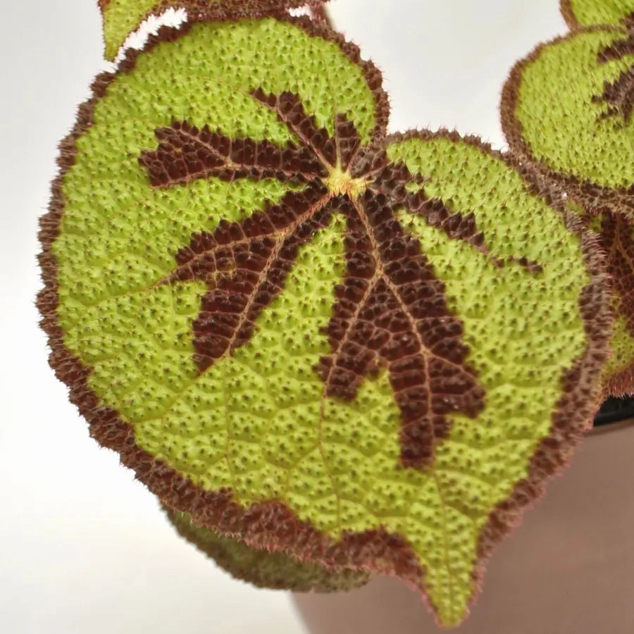 Begonia mountain