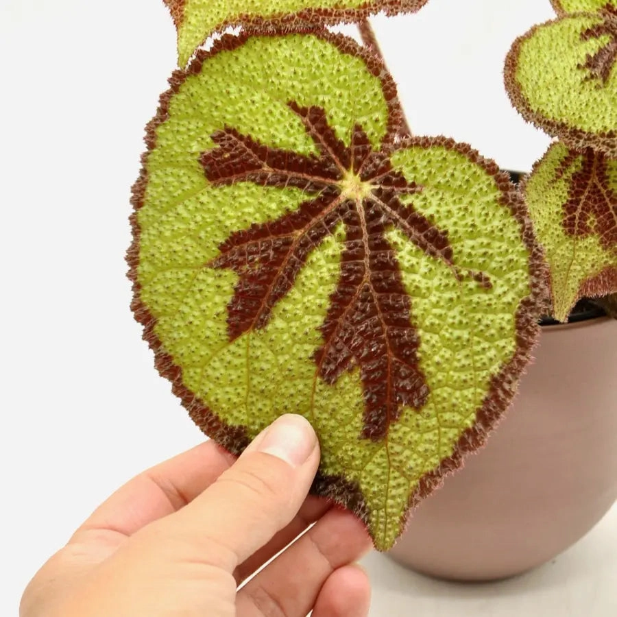 Begonia mountain