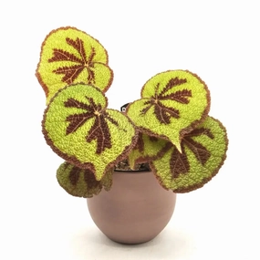 Begonia mountain large flower pot  