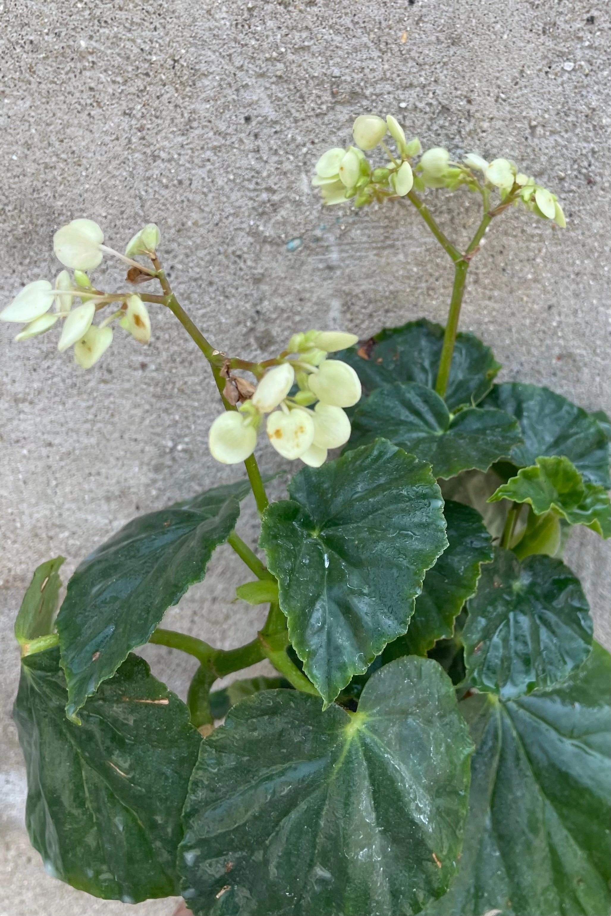 Begonia odorata 'Alba' 4" medium flower pot  