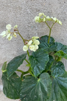 Begonia odorata 'Alba' 4" medium flower pot  