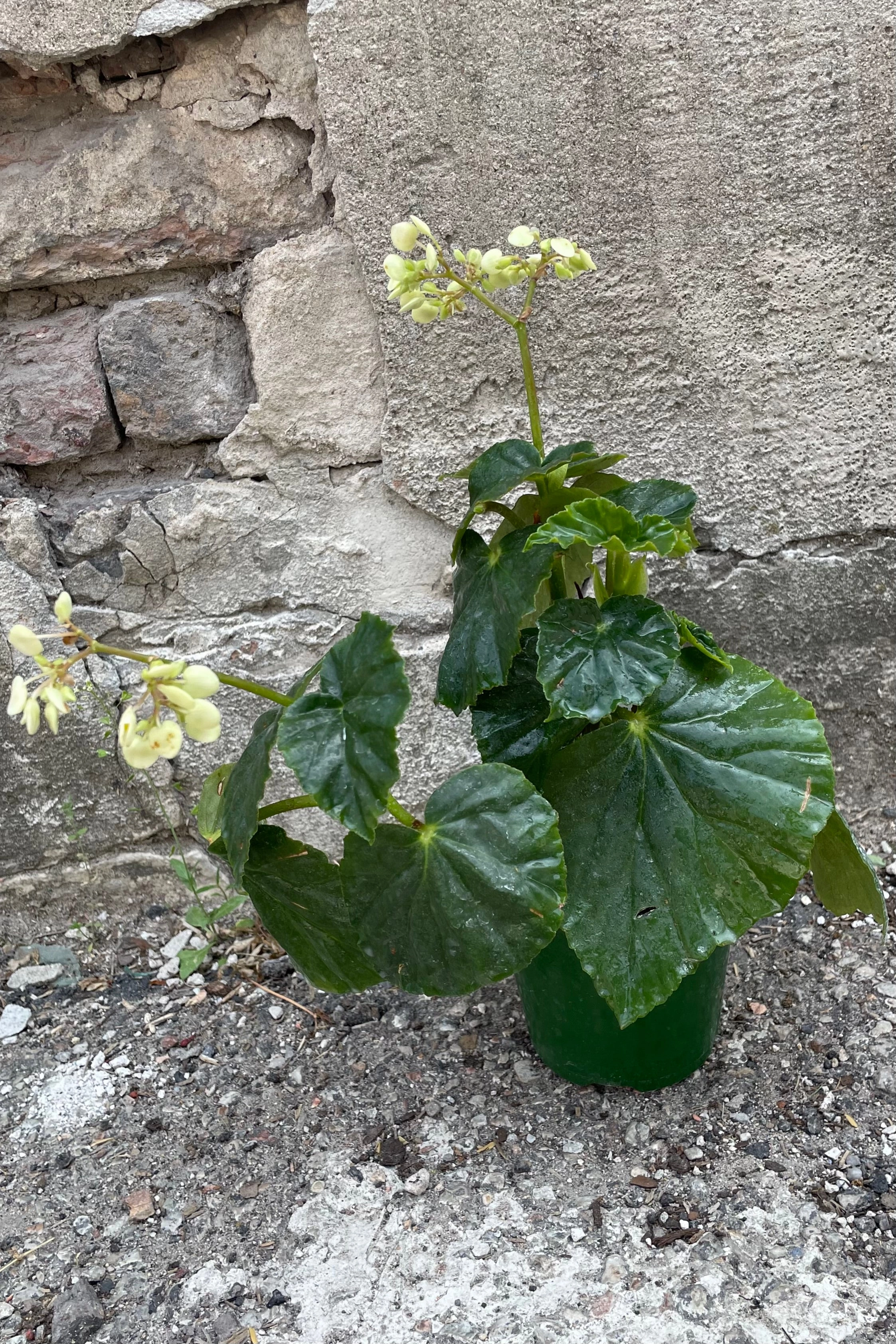 Begonia odorata 'Alba' 4"