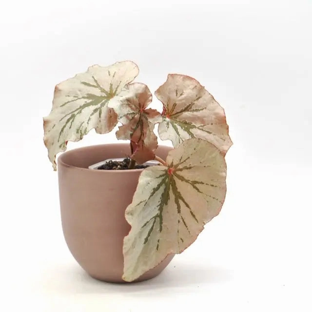 Begonia Rex - Looking Glass large flower pot  