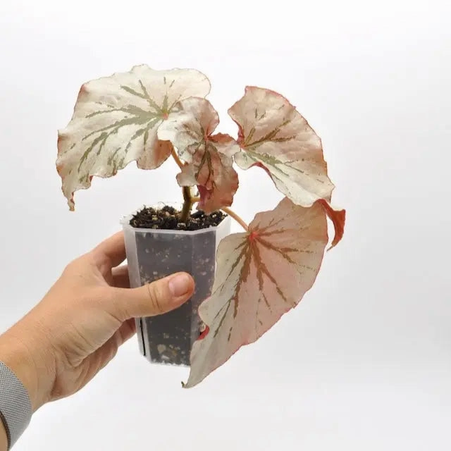 Begonia Rex - Looking Glass