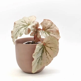 Begonia Rex - Looking Glass large flower pot  