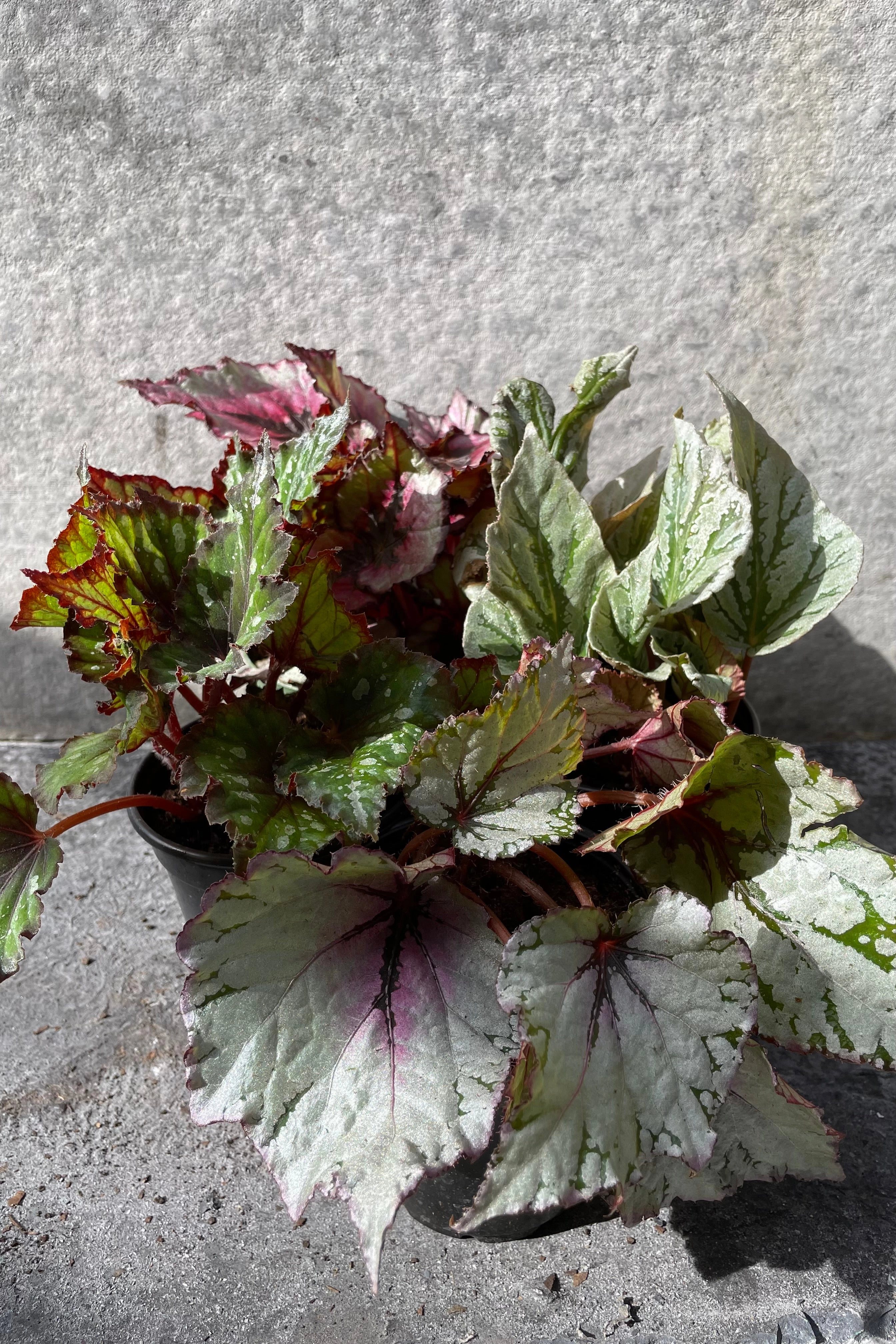 Begonia rex-cultorum 4"