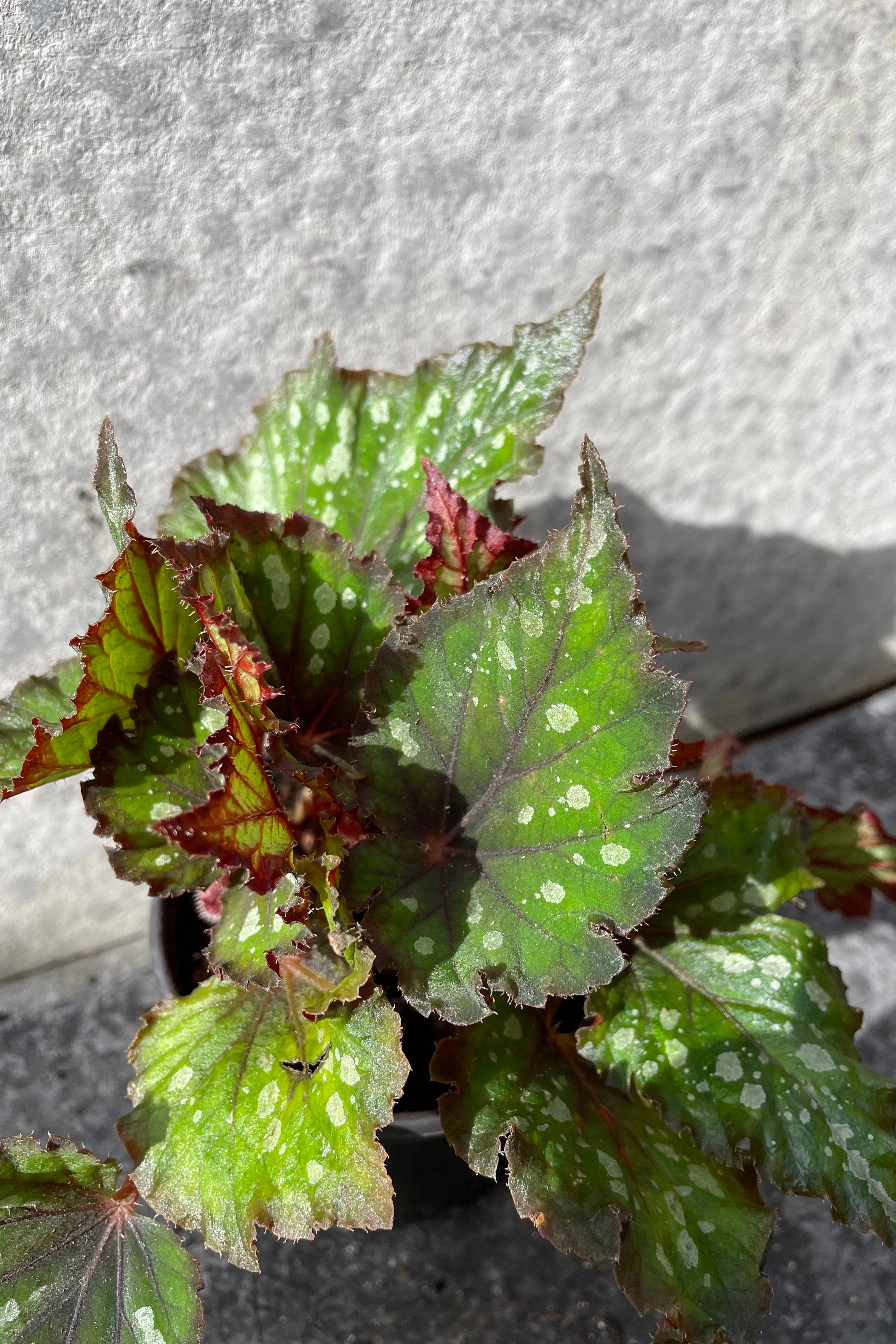 Begonia rex-cultorum 4"