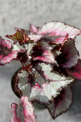 Begonia rex-cultorum 4" medium flower pot  