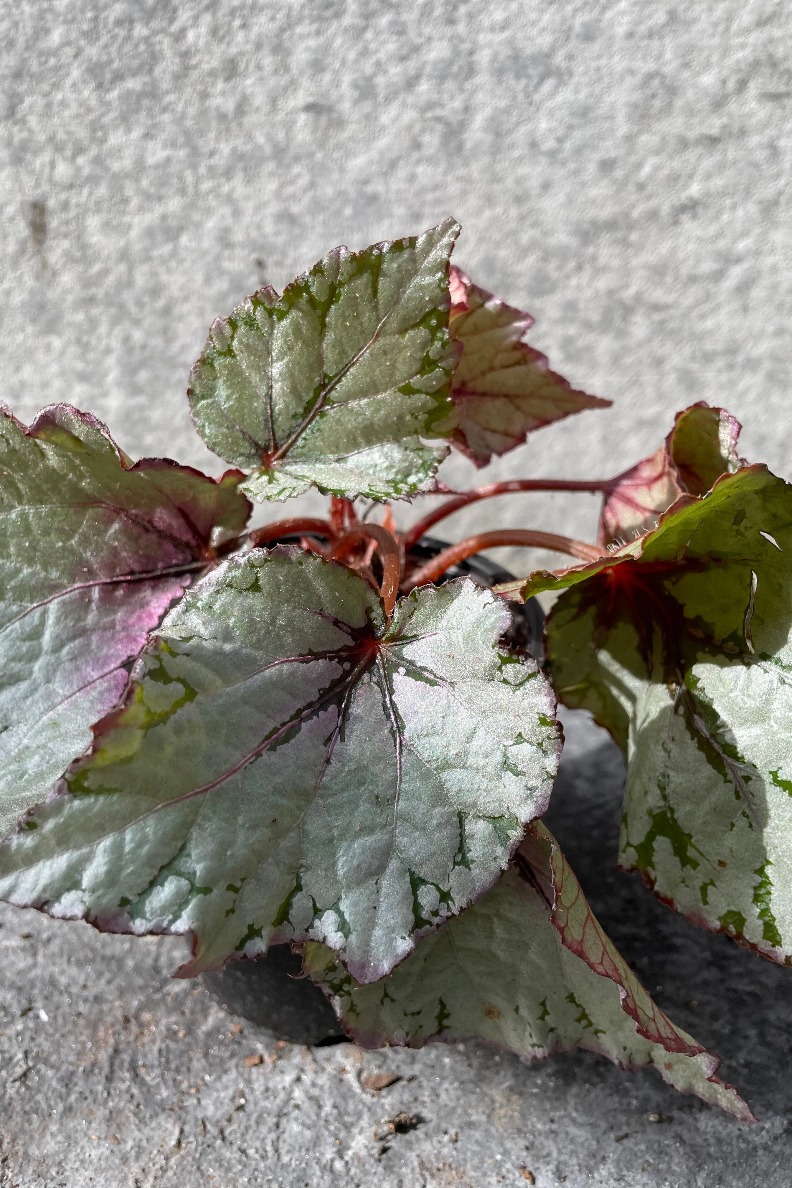 Begonia rex-cultorum 4"