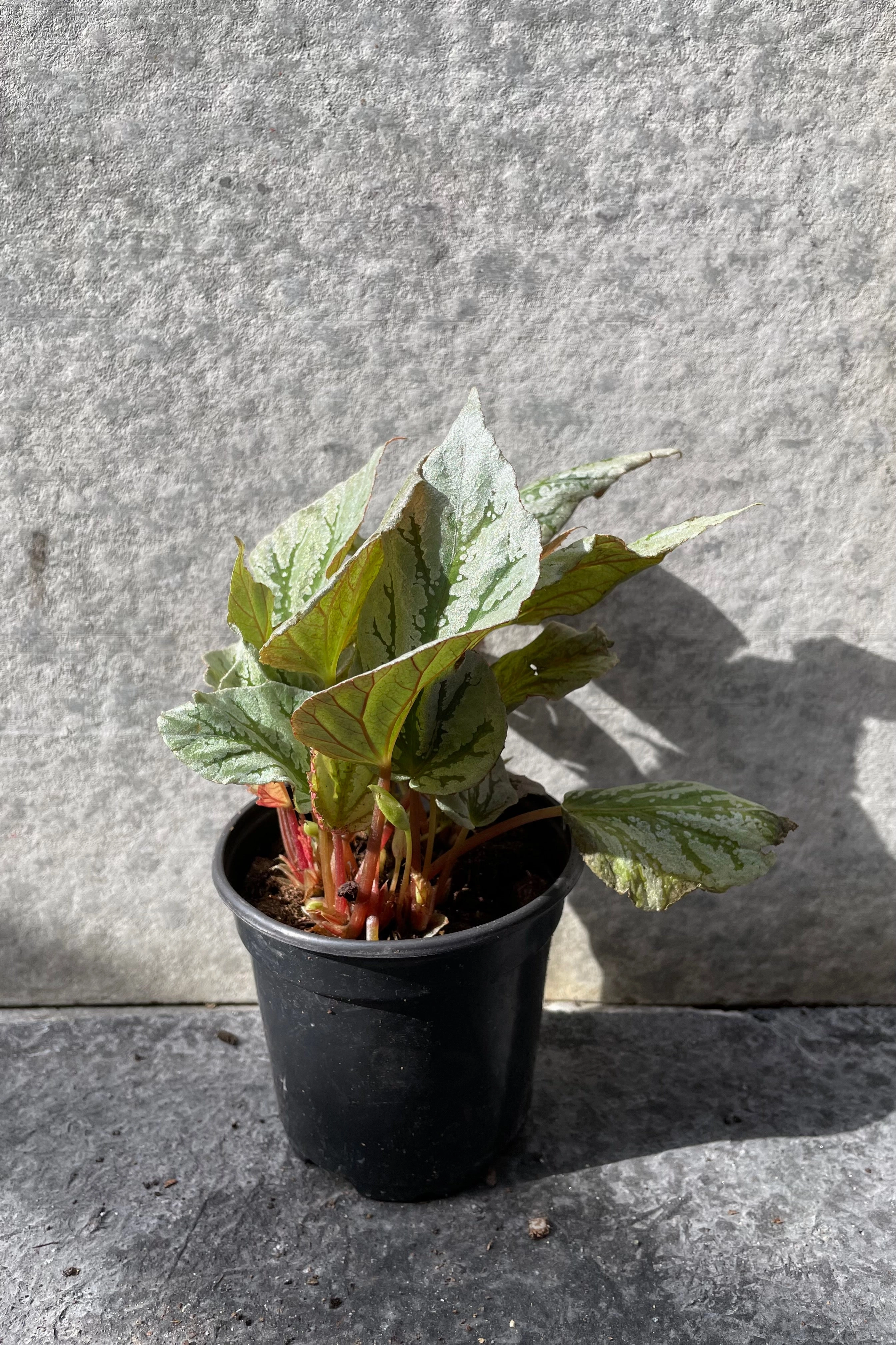 Begonia rex-cultorum 4"
