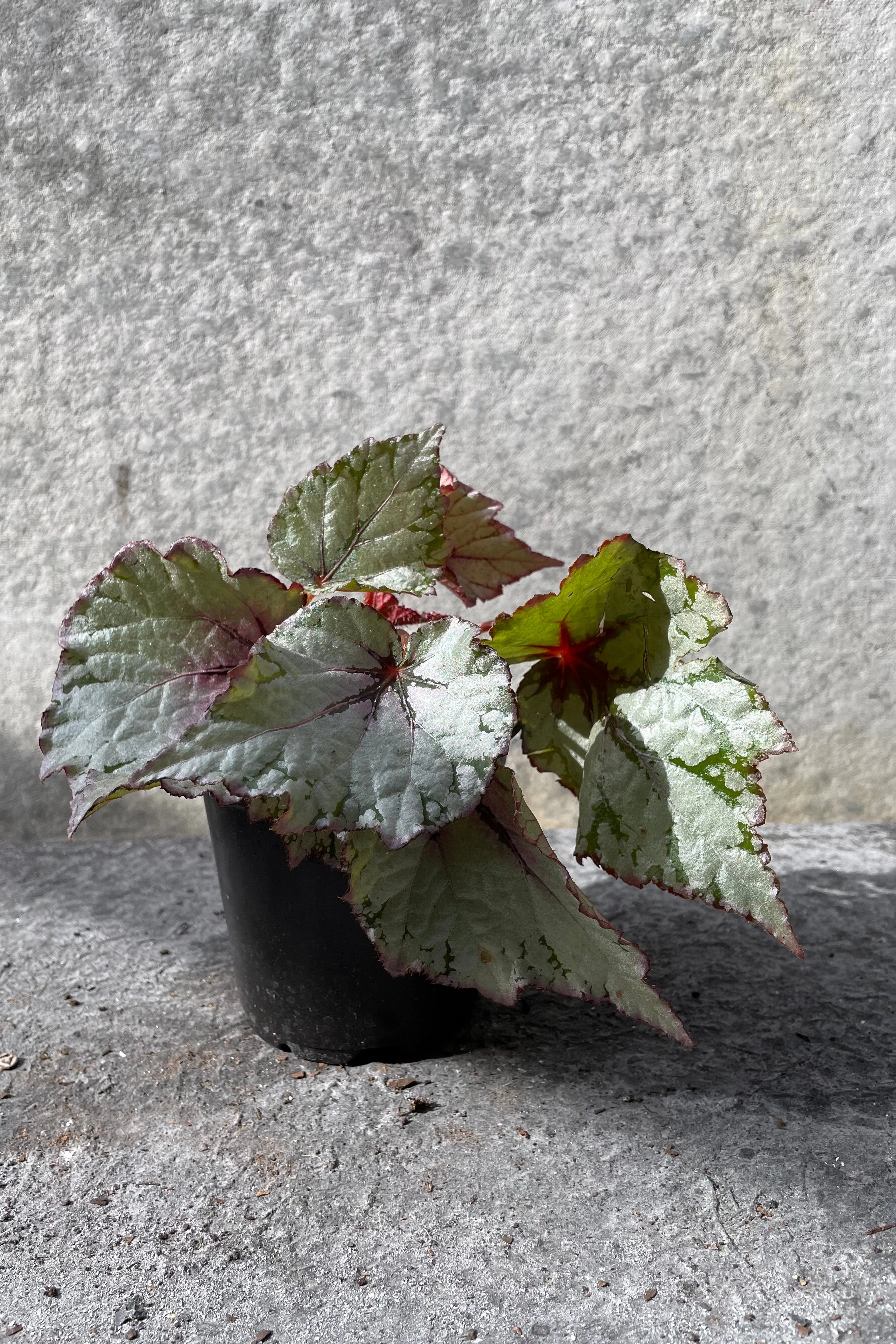 Begonia rex-cultorum 4"