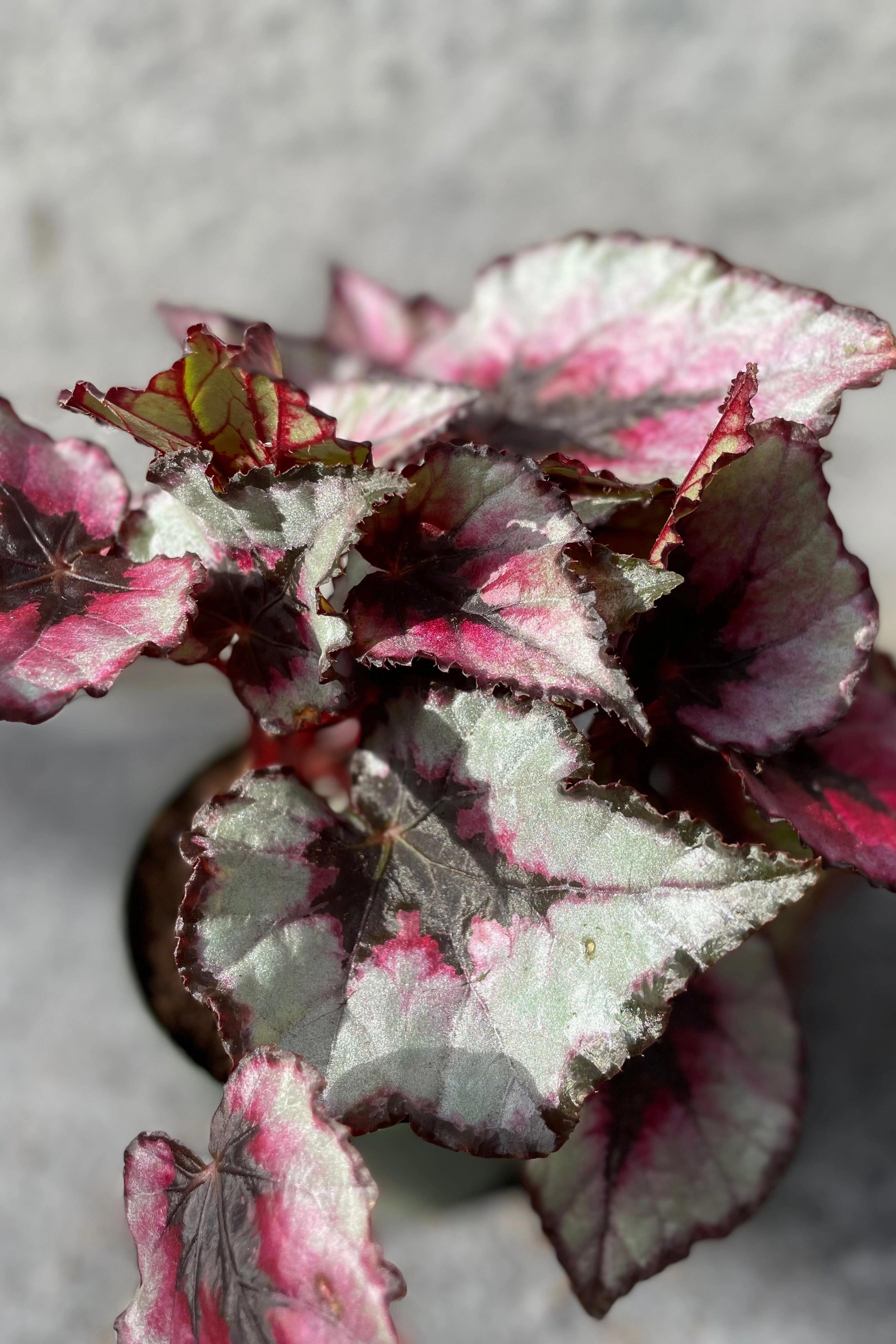 Begonia rex-cultorum 4" medium flower pot  
