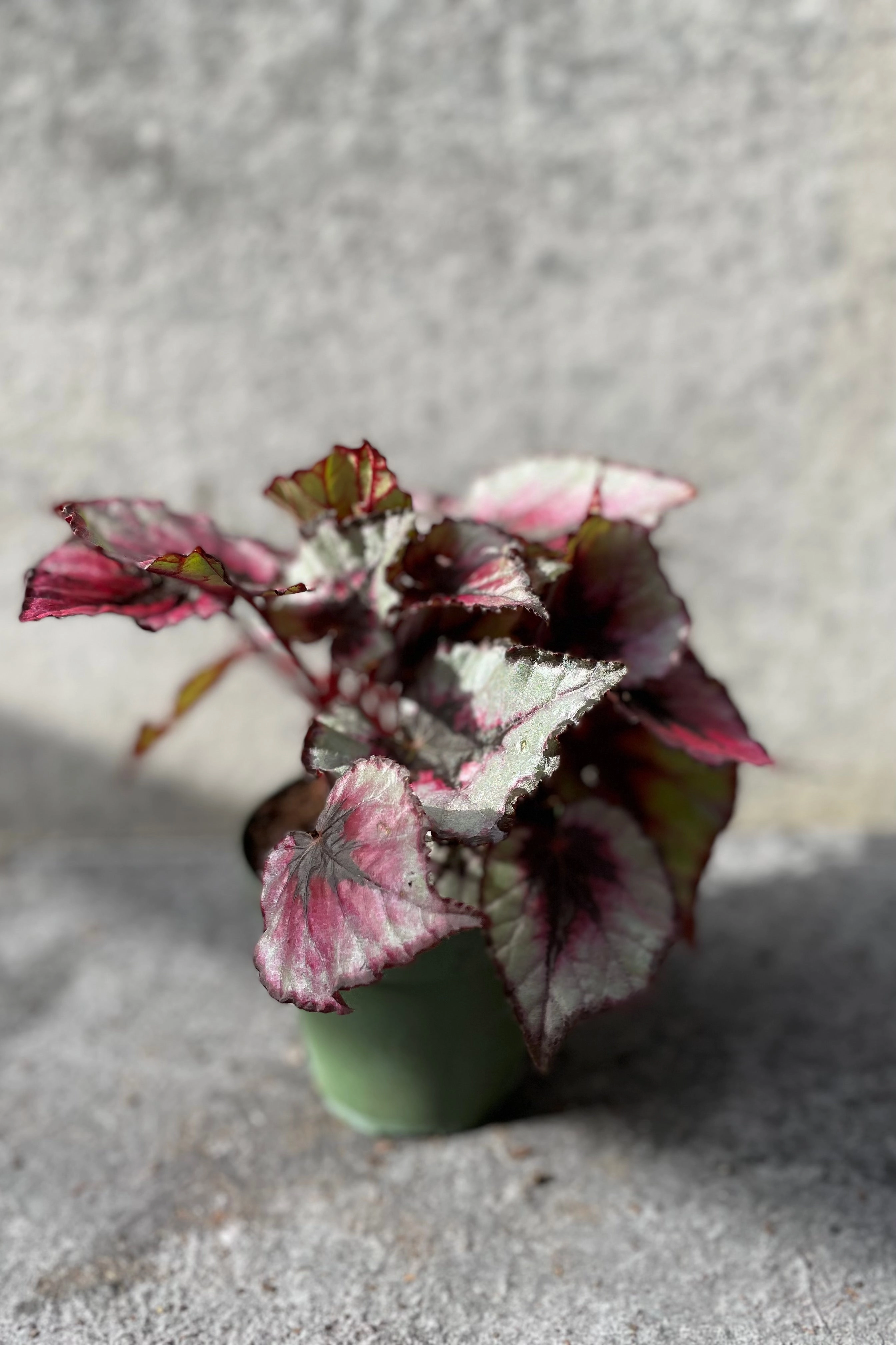 Begonia rex-cultorum 4"