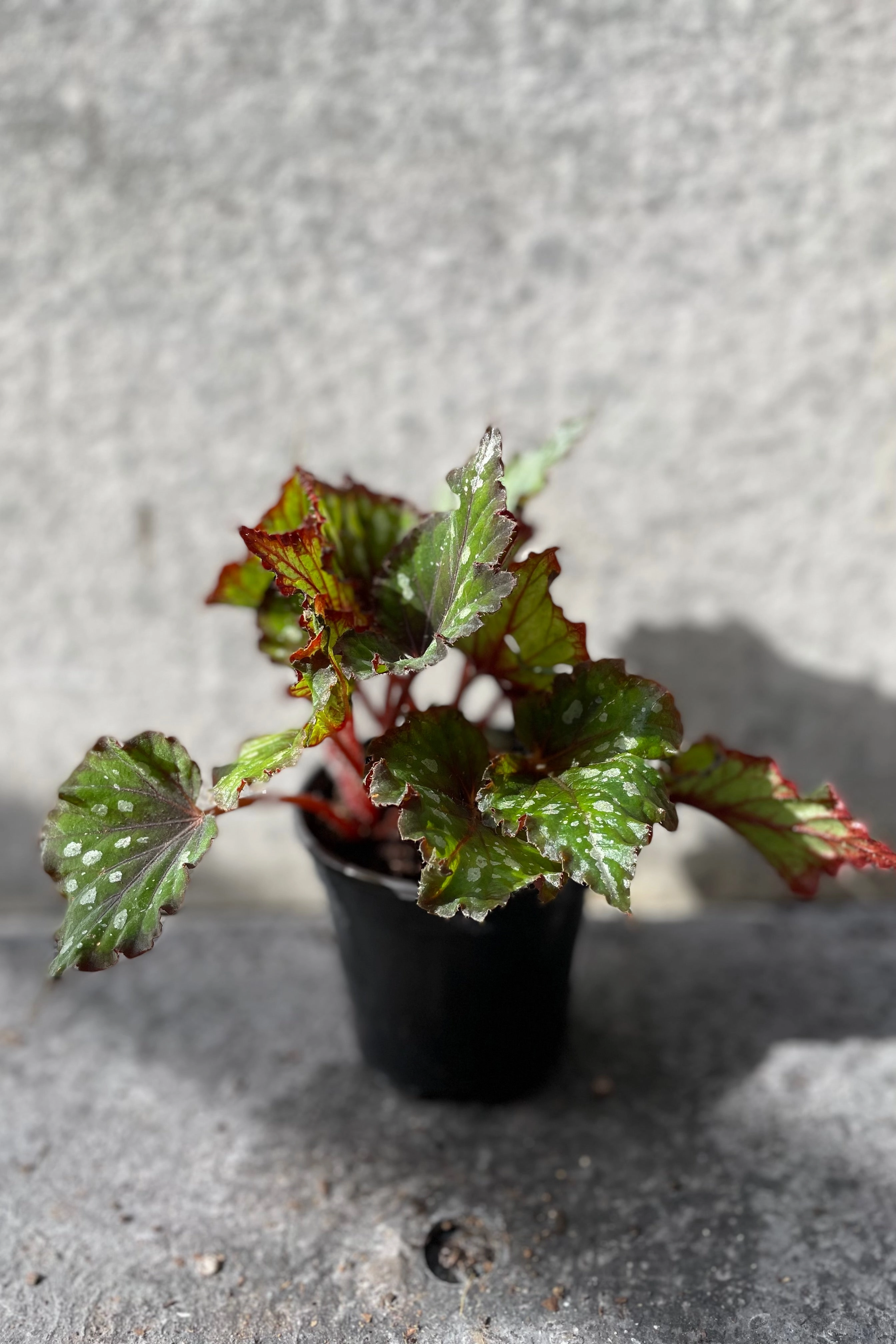 Begonia rex-cultorum 4"