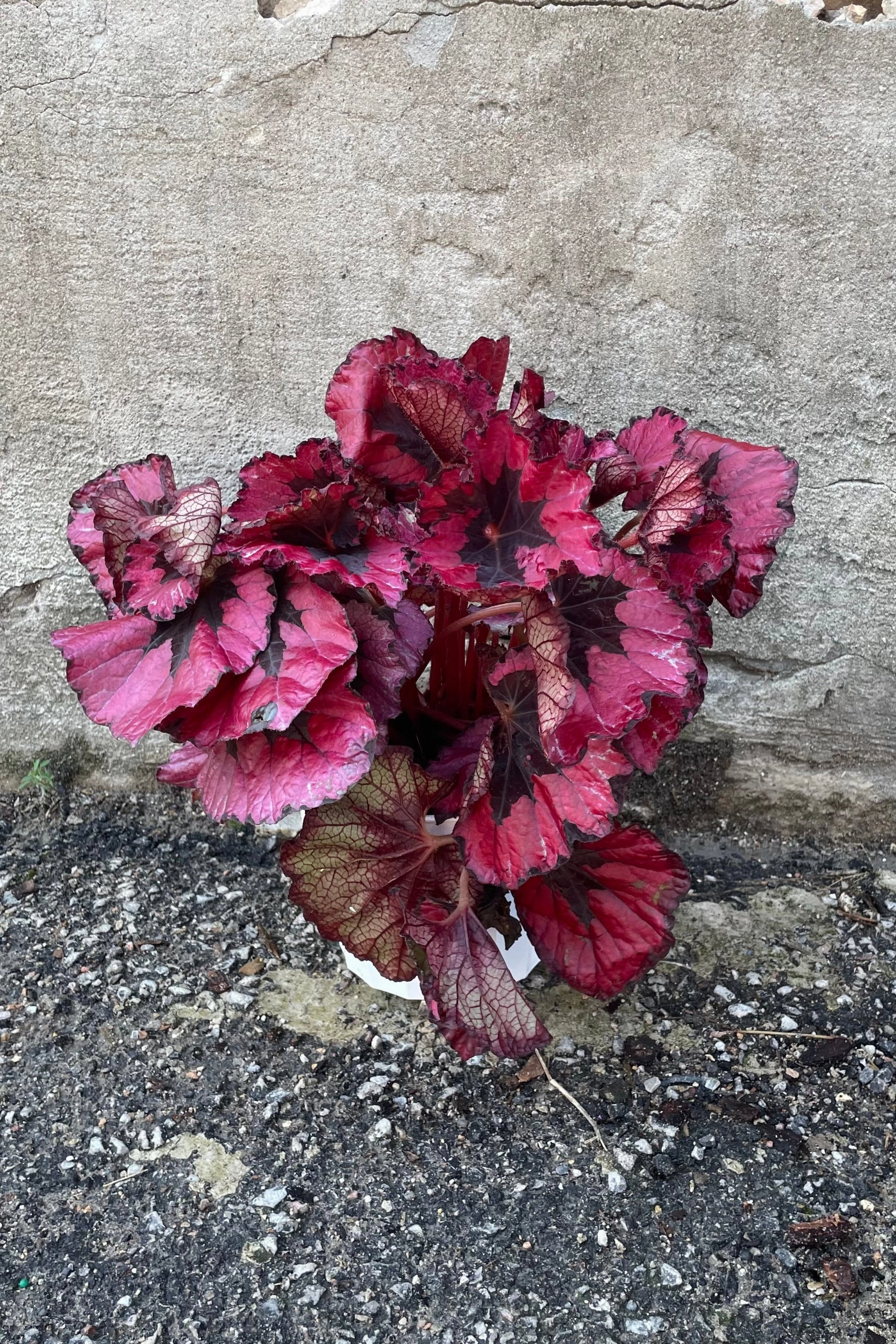 Begonia rex-cultorum 6"