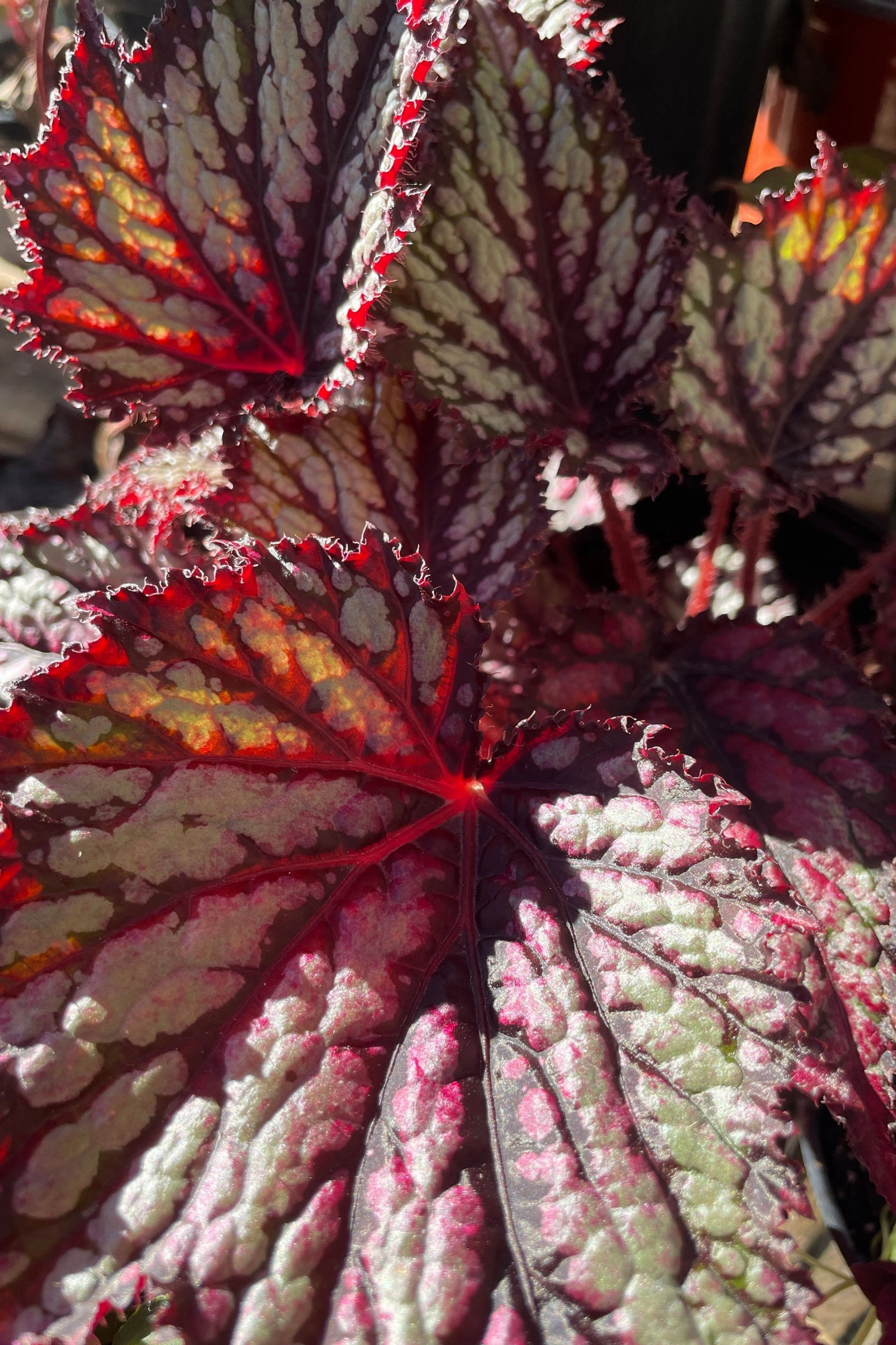 Begonia rex-cultorum 6"