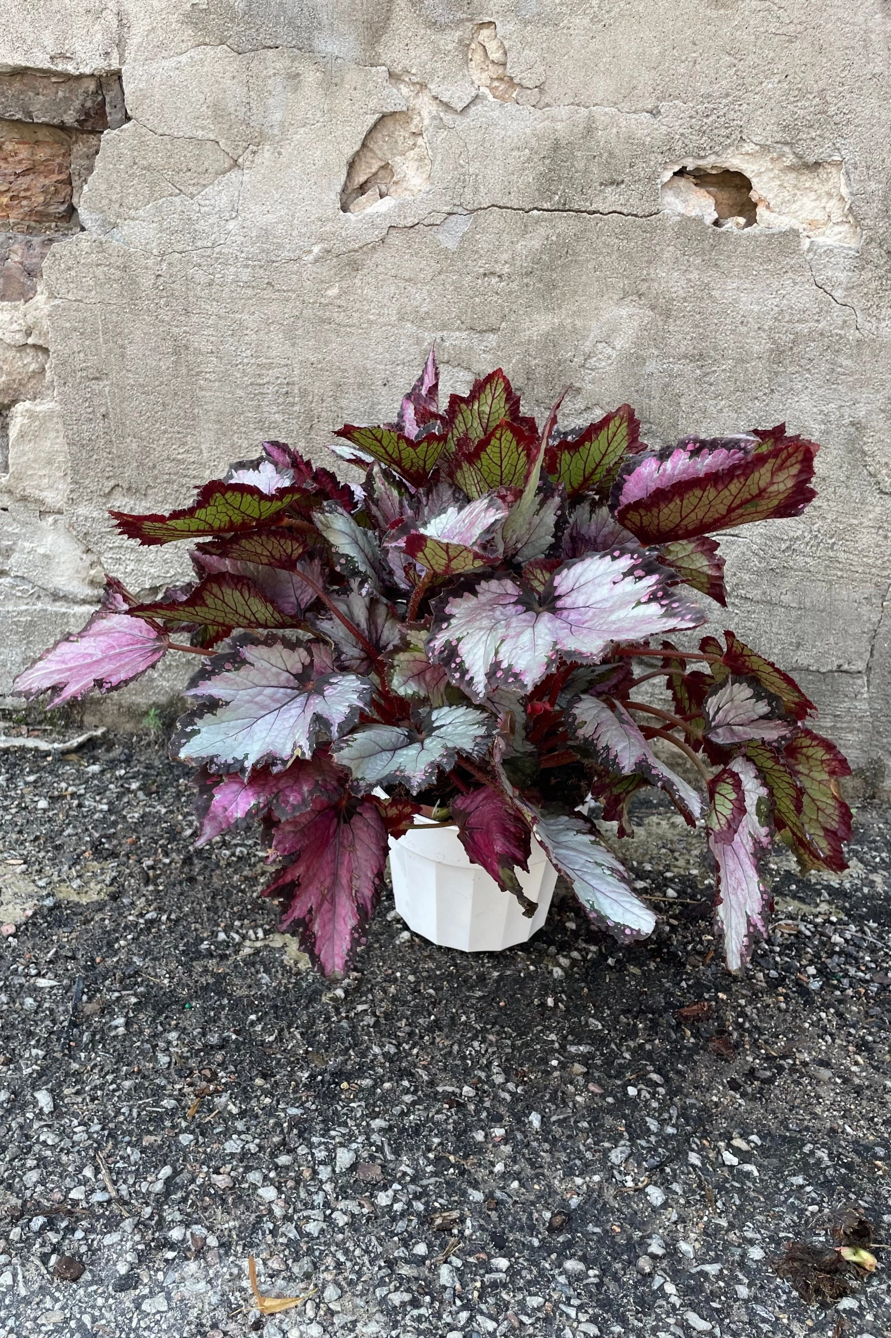 Begonia rex-cultorum 6"