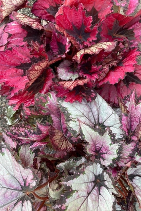 Begonia rex-cultorum 6" medium flower pot  