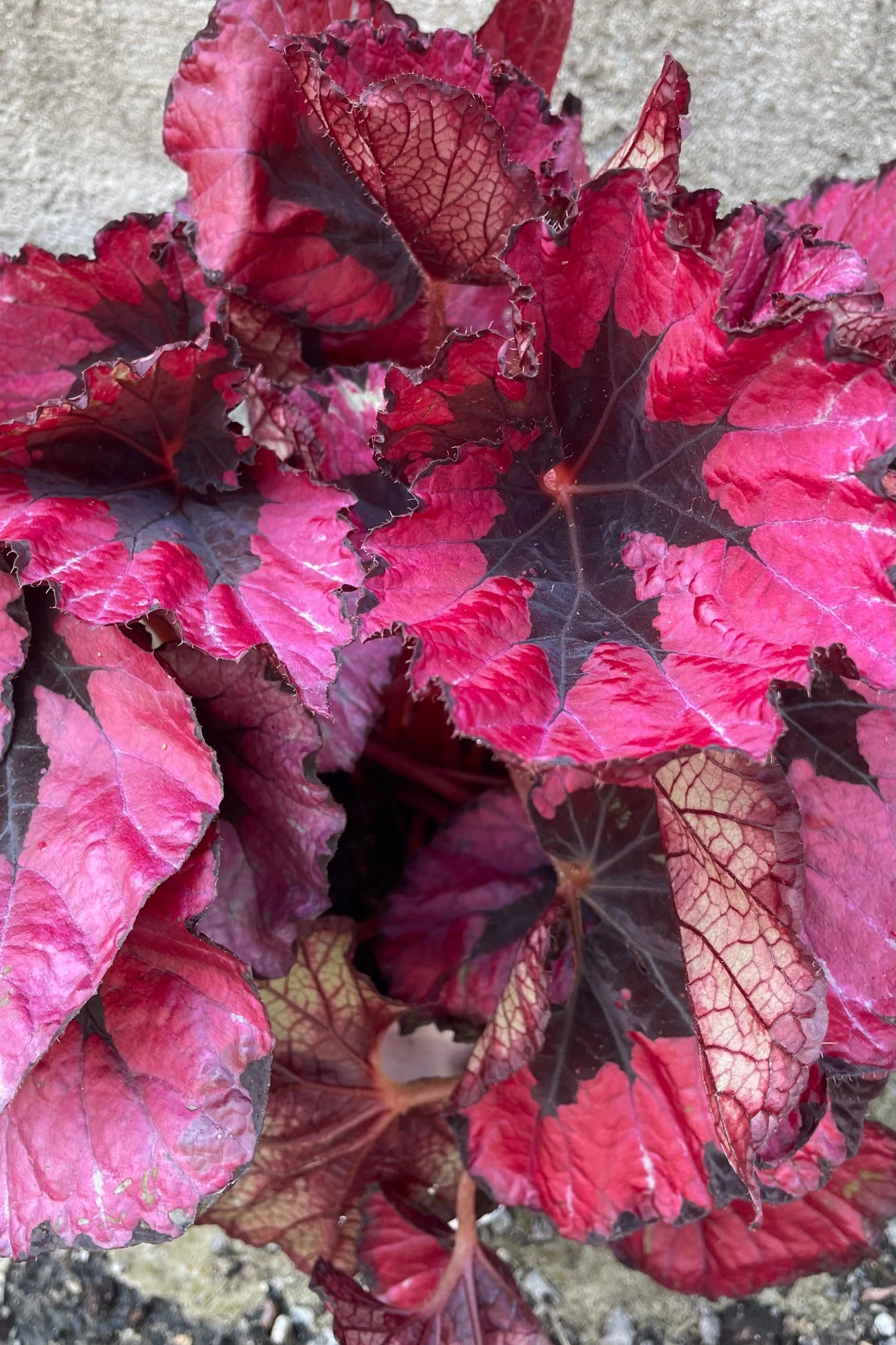 Begonia rex-cultorum 6"