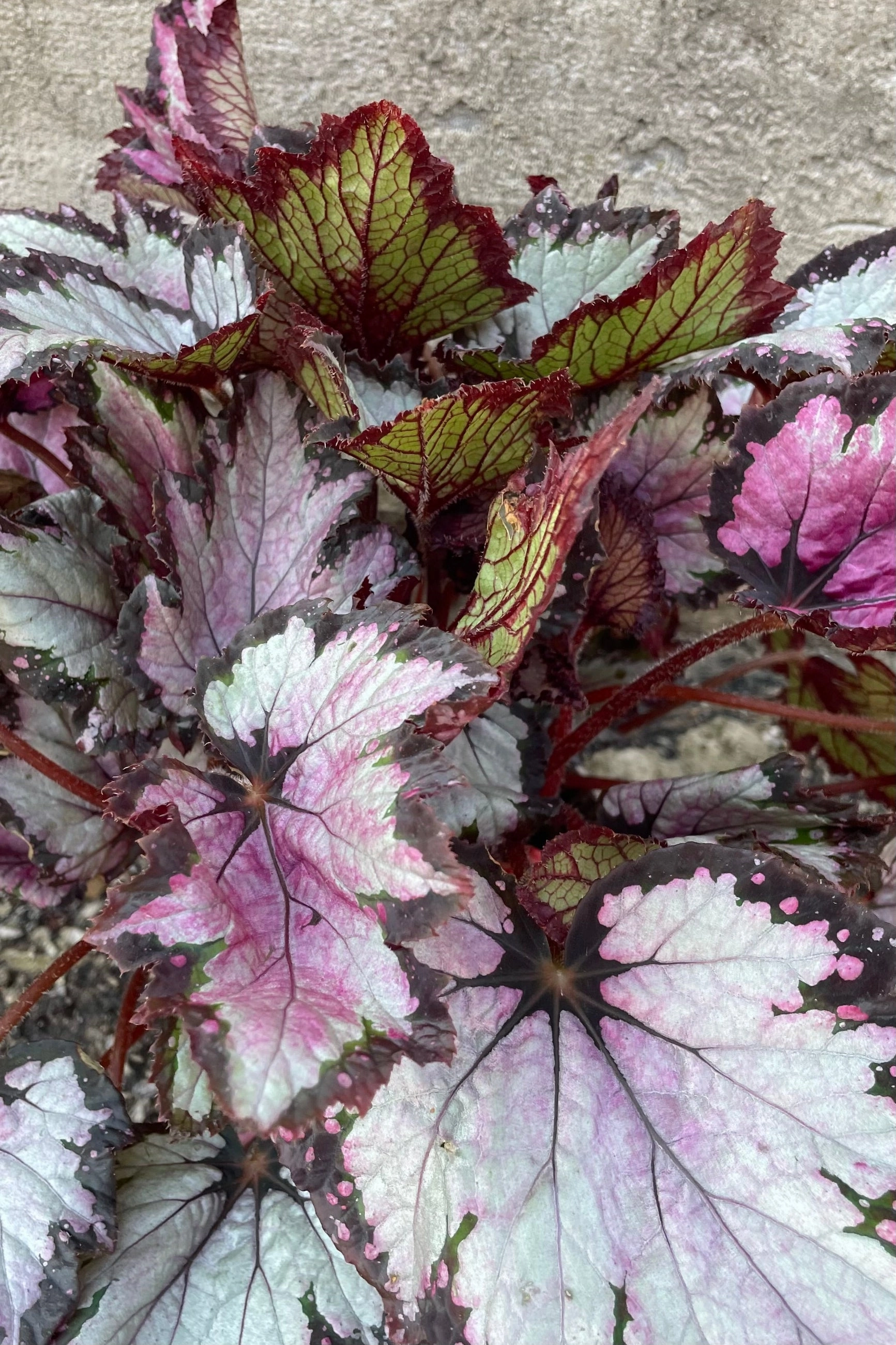 Begonia rex-cultorum 6"