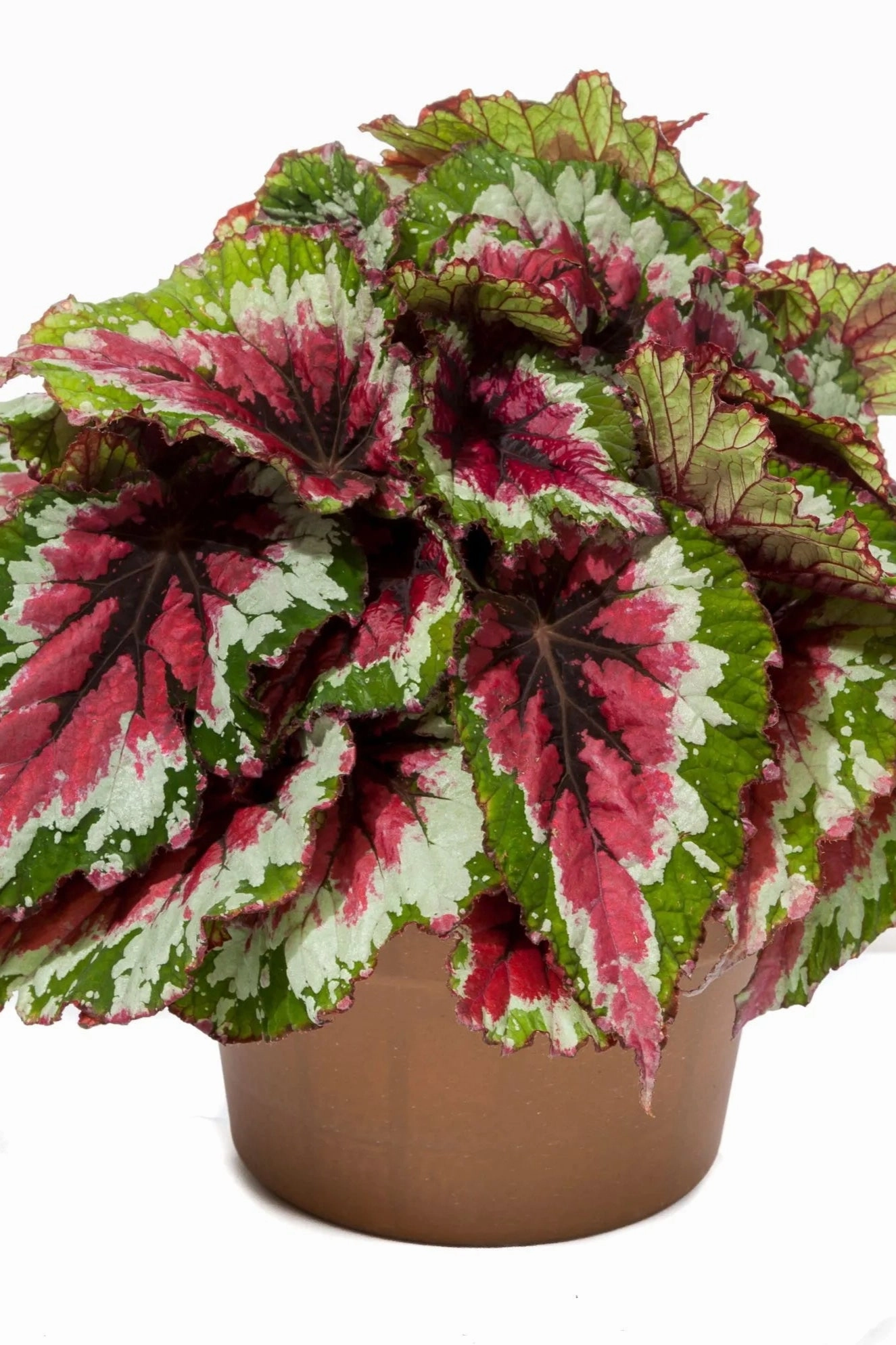 Begonia rex-cultorum (assorted) 4.5"