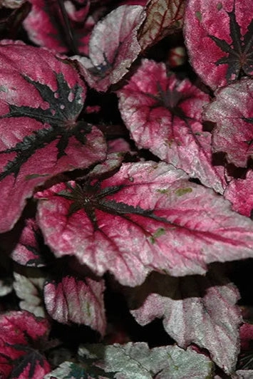 Begonia rex-cultorum (assorted) 4.5"