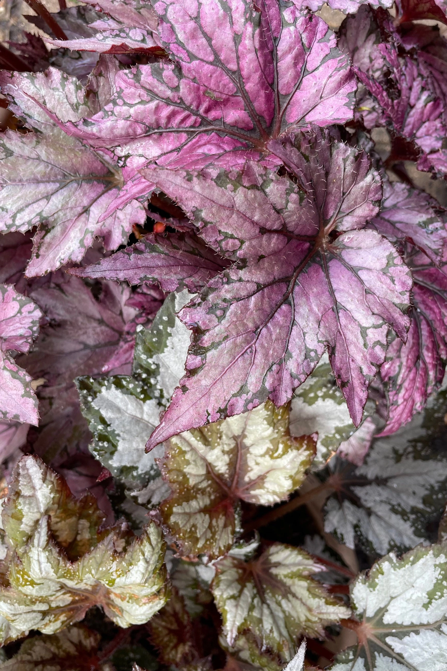 Begonia rex-cultorum (assorted) 4.5" decorative flowerpot  