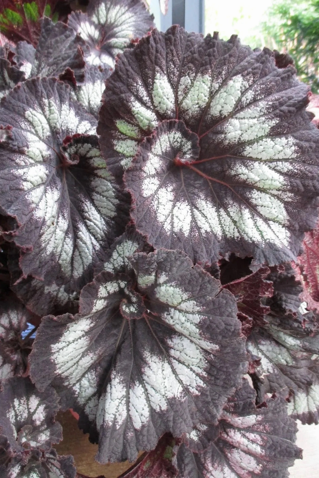 Begonia rex-cultorum (assorted) 4.5"